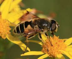 Imagem de <i>Eristalis horticola</i>