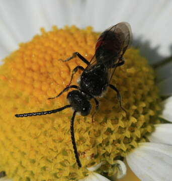 صورة Sphecodes Latreille 1804