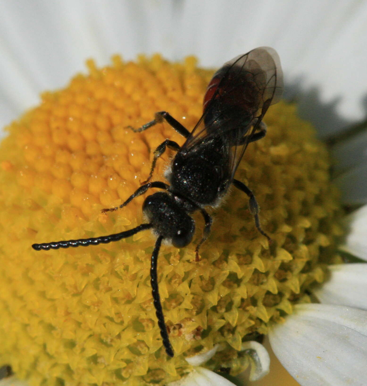 Image of Sphecodes Latreille 1804