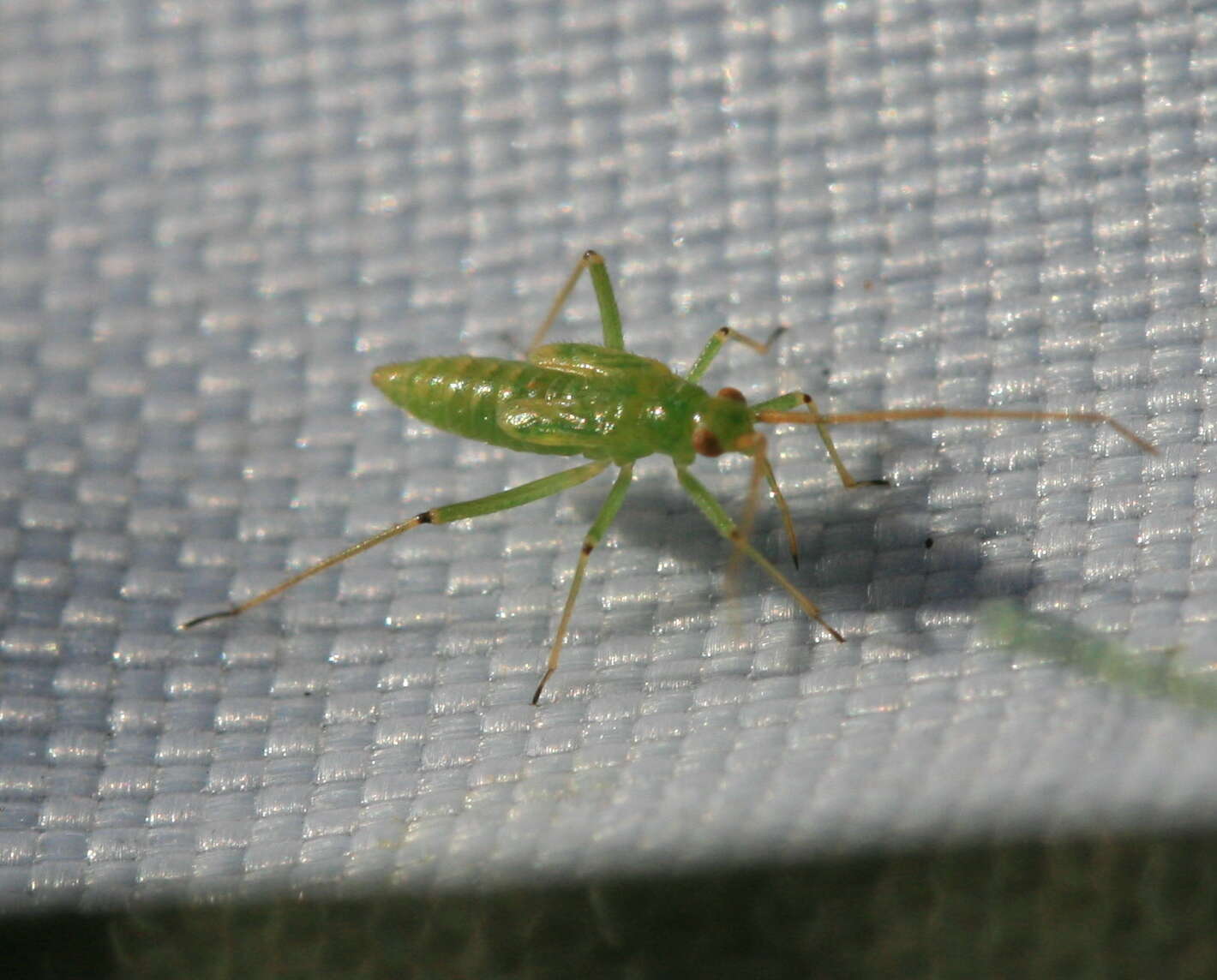 Image of Black-kneed Capsid