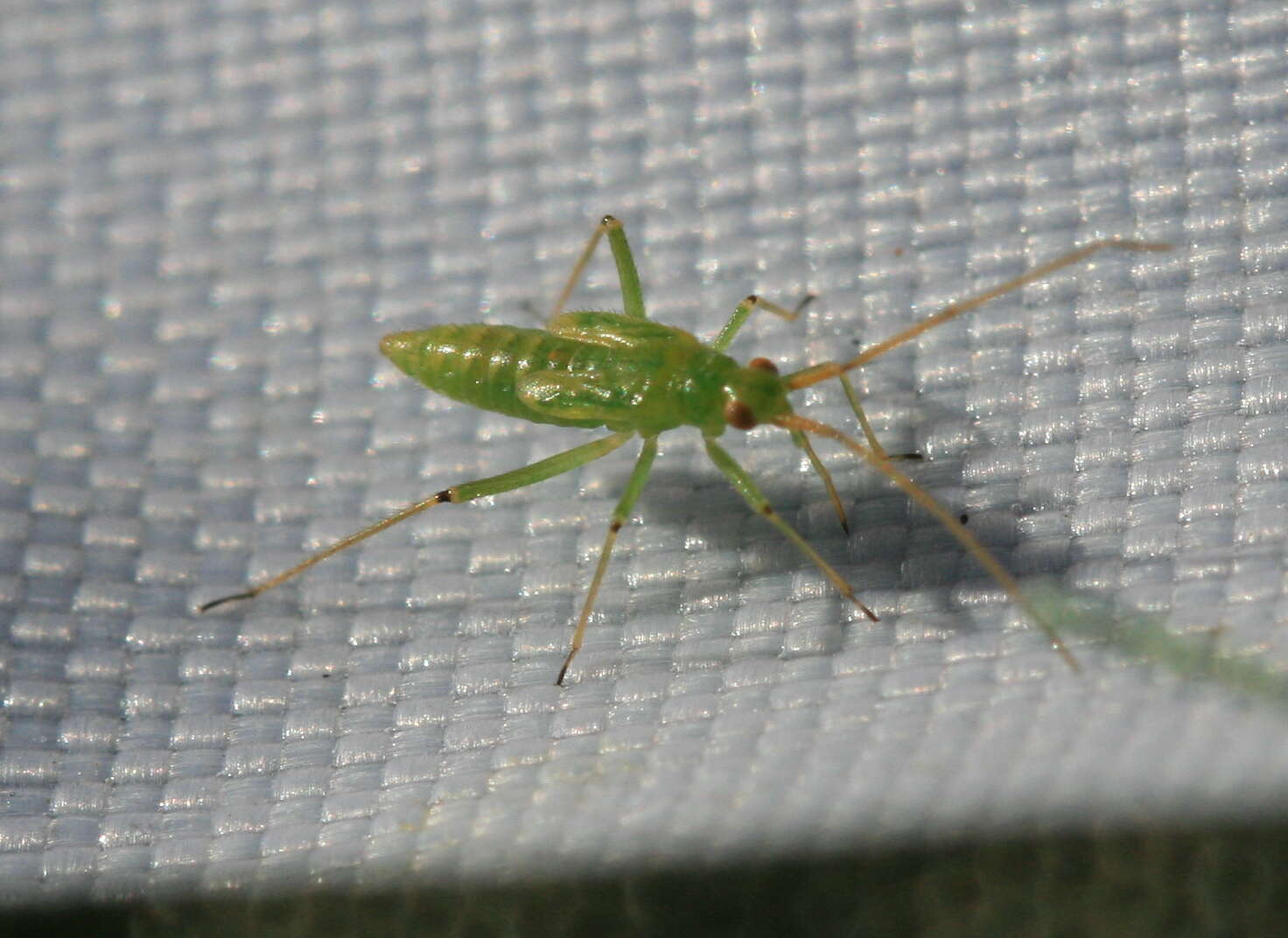 Image of Black-kneed Capsid