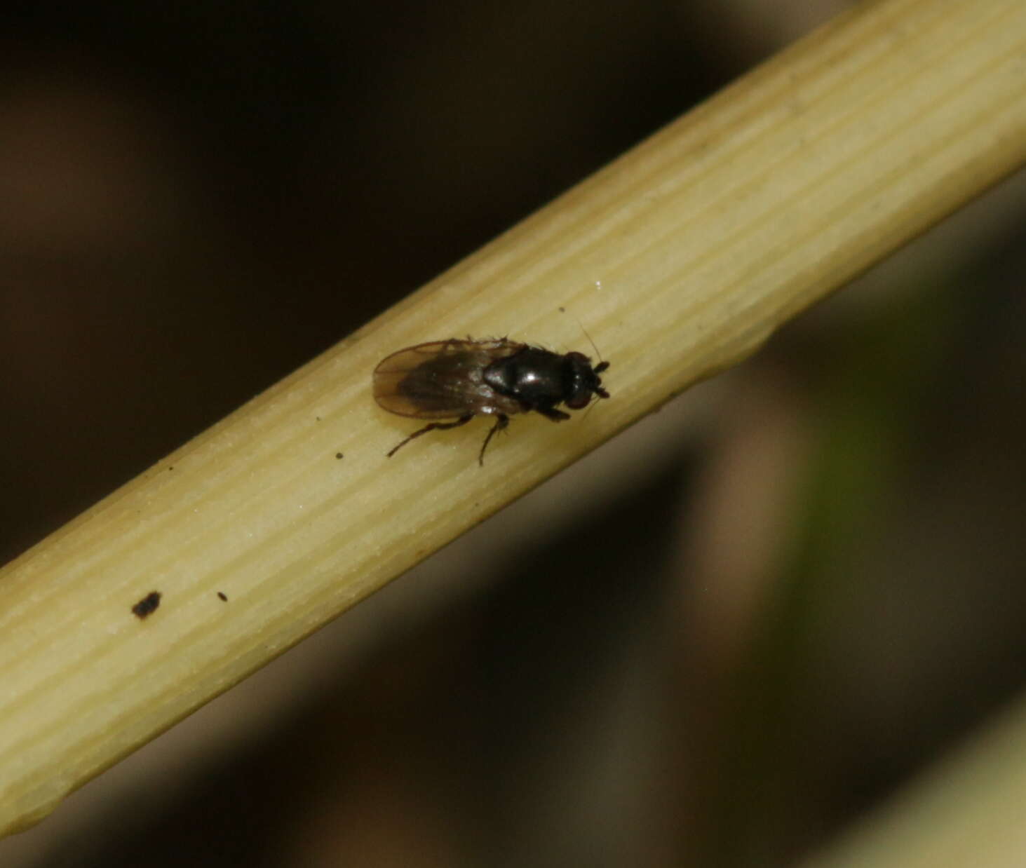 Image of lesser dung flies