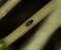 Image of lesser dung flies