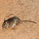 Image of Blanford's Rat