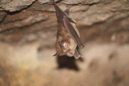 Image of Blyth's Horseshoe Bat