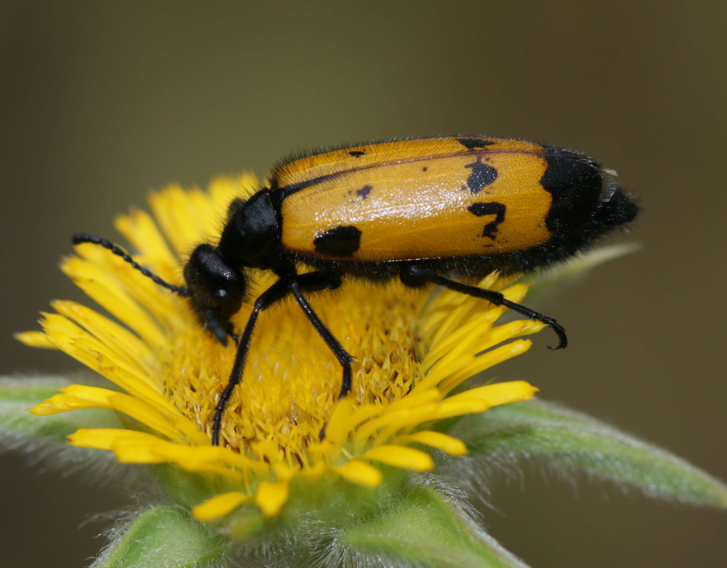 Image of Hycleus polymorphus