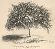 Image of Ulmus scampstoniensis