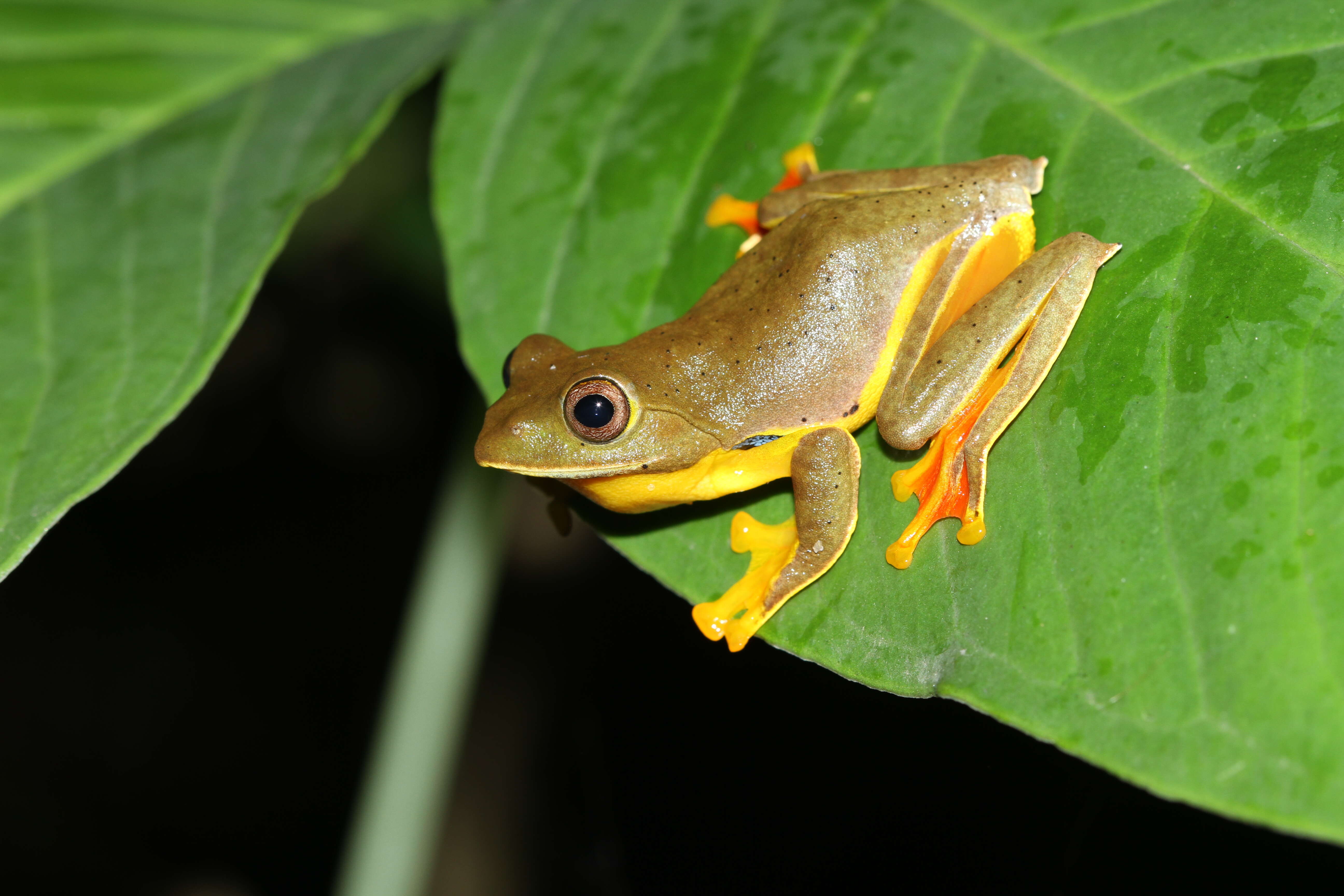 Sivun Rhacophorus bipunctatus Ahl 1927 kuva