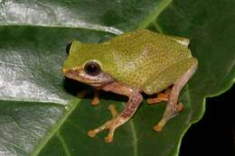 Image of Manantoddy bubble-nest frog