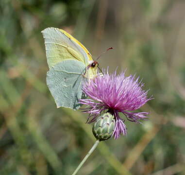 Image of Gonepteryx cleopatra (Linnaeus 1767)