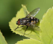 Stomorhina lunata (Fabricius 1805) resmi