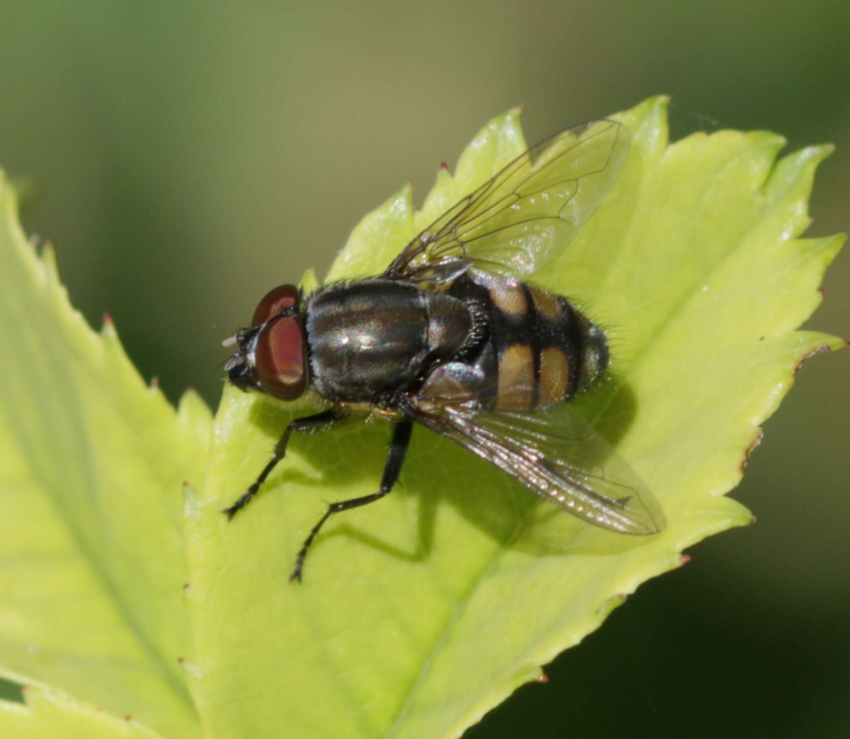 Stomorhina lunata (Fabricius 1805) resmi