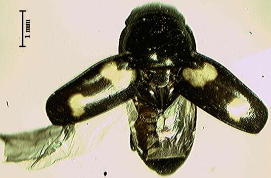 Image of Four-spotted Sap Beetle