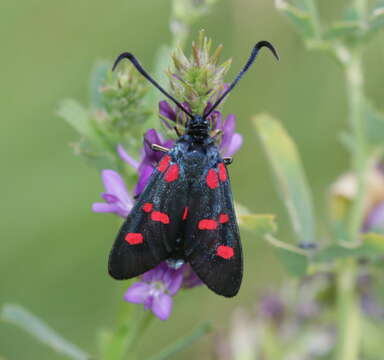 Image of Zygaena trifolii Esper 1783