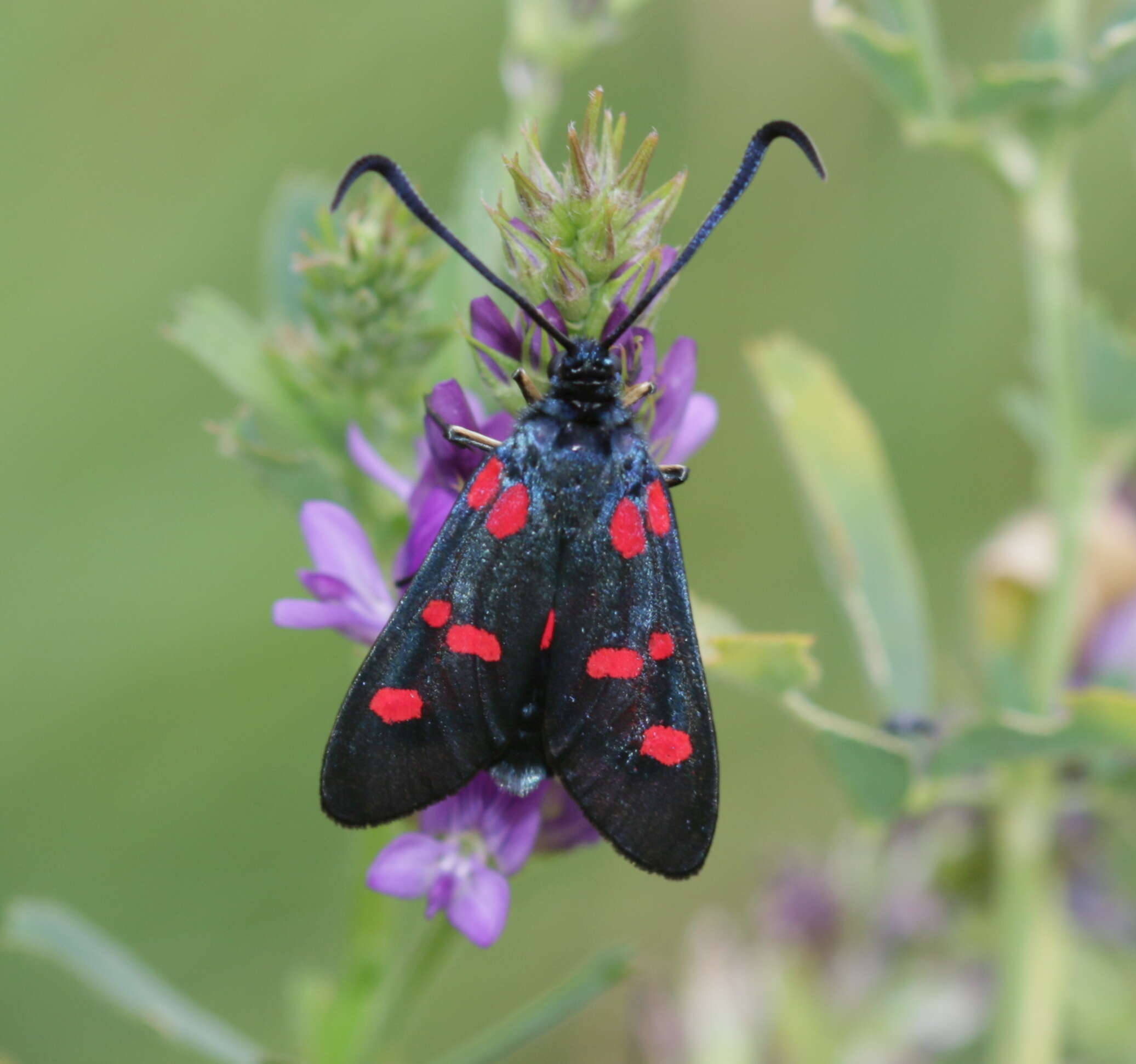 Sivun Zygaena trifolii Esper 1783 kuva