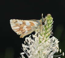 Image of red underwing skipper