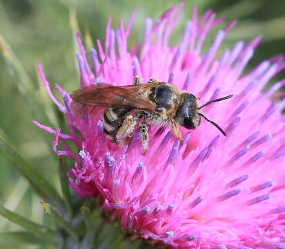 Image of Halictus scabiosae (Rossi 1790)