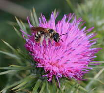 Image of Halictus scabiosae (Rossi 1790)