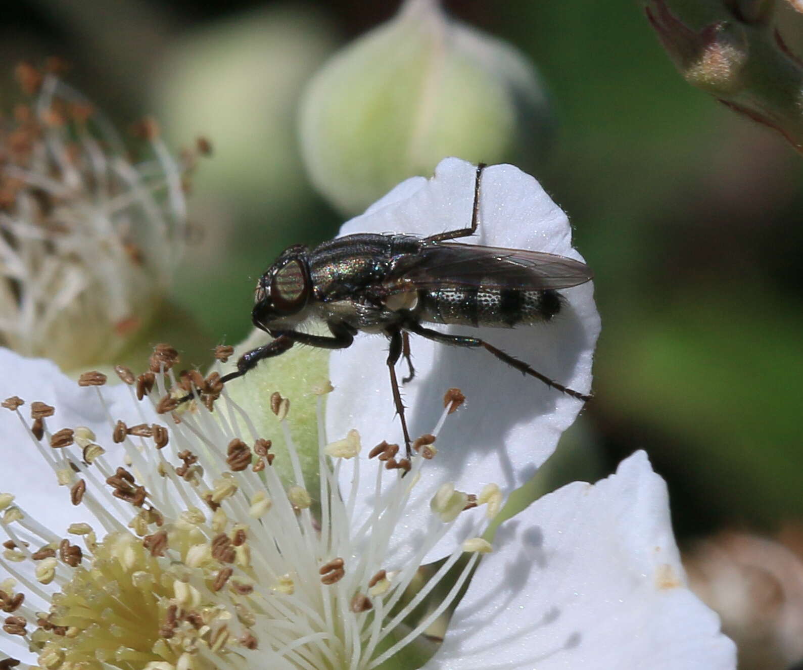 Stomorhina lunata (Fabricius 1805) resmi