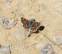 Image of red underwing skipper