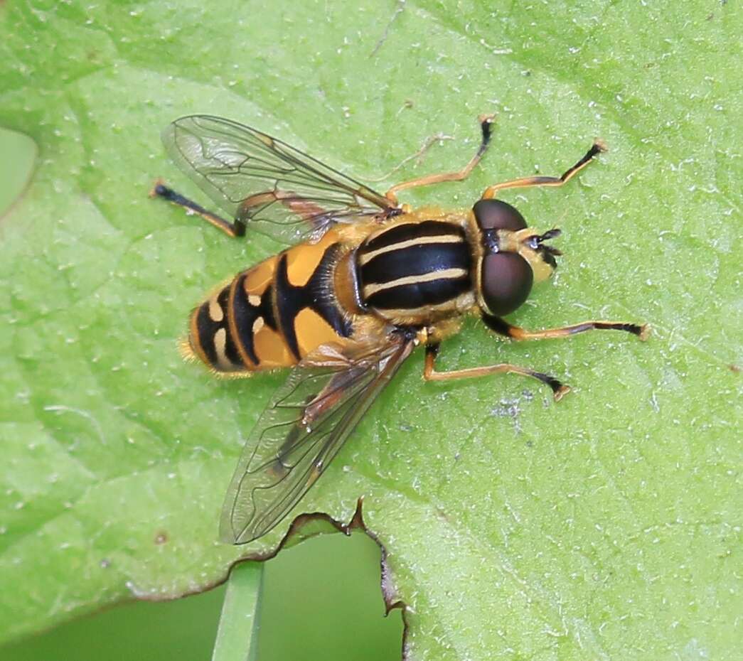 Image of Marsh Hoverfly