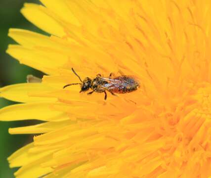 صورة Sphecodes Latreille 1804