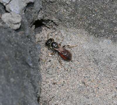 Image of Sphecodes Latreille 1804