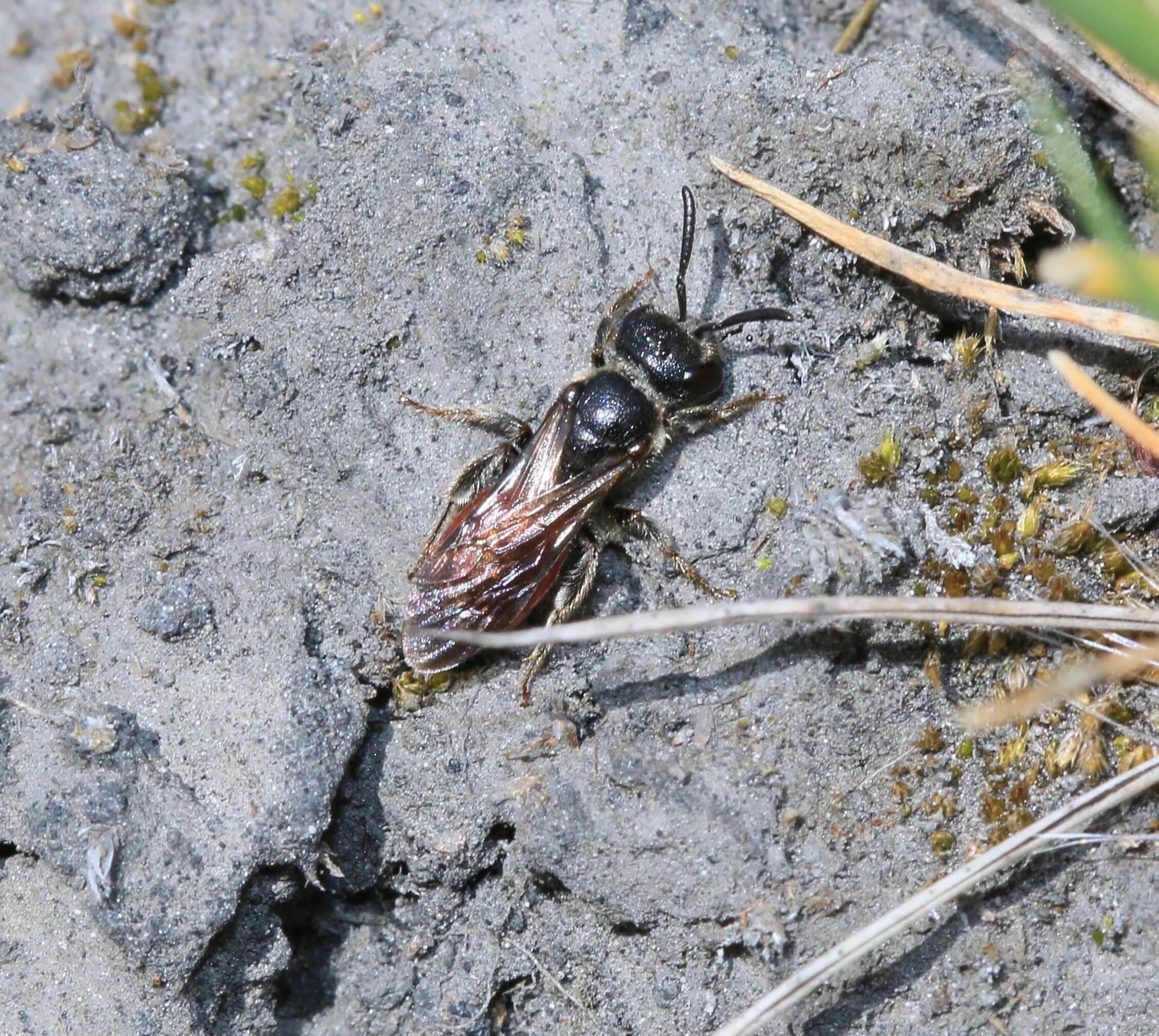 Image of Sphecodes Latreille 1804