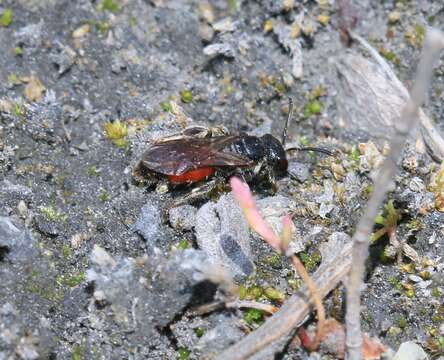 Image of Sphecodes Latreille 1804