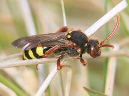 Image of Nomada marshamella (Kirby 1802)