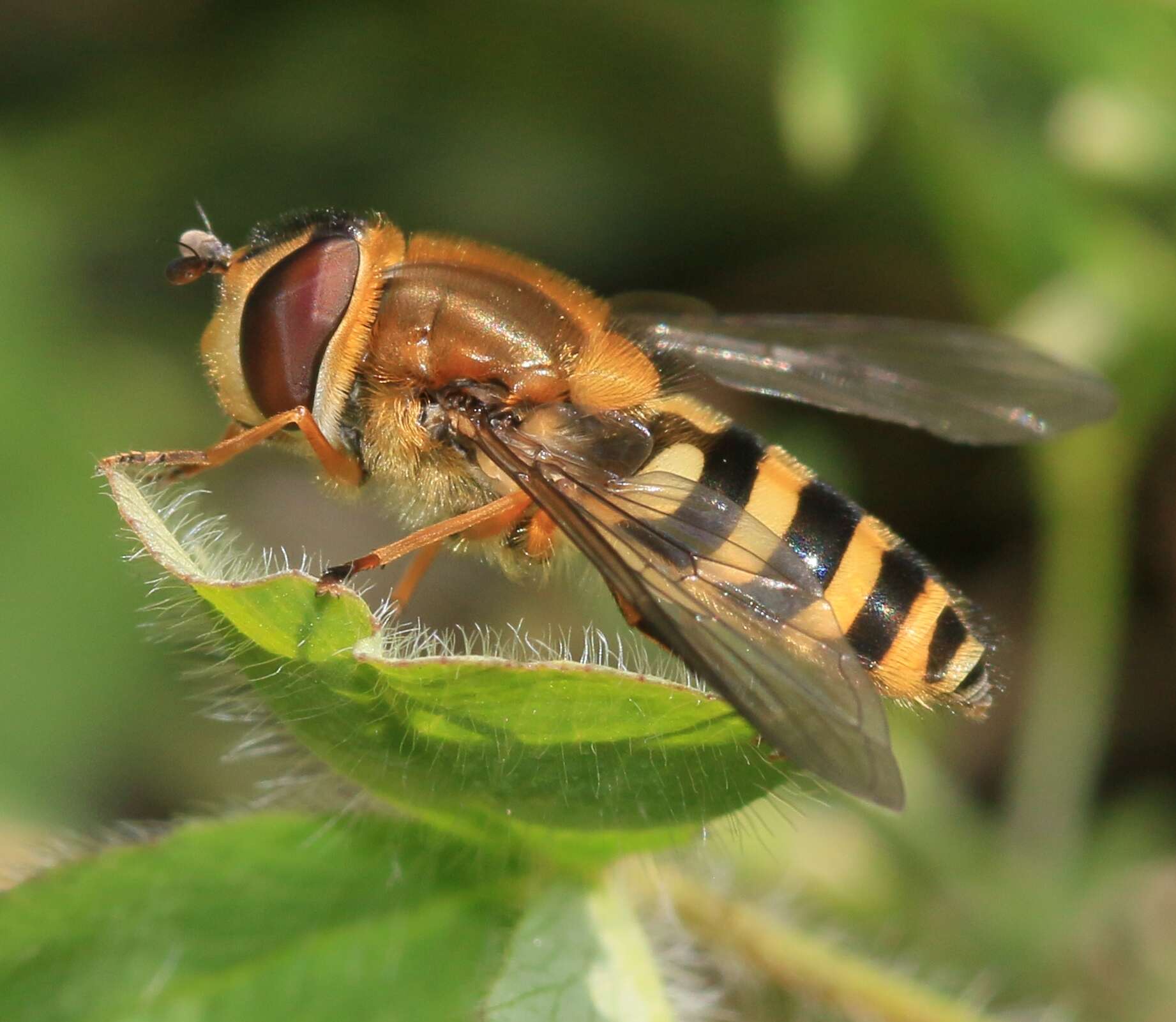 Image of Common Banded Hoverfly