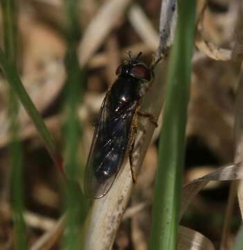 Слика од <i>Platycheirus albimanus</i>