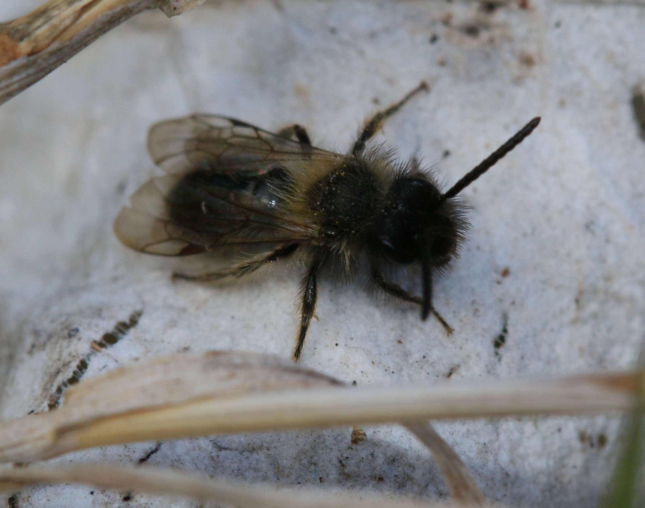 Image of Andrena bicolor Fabricius 1775