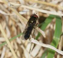 Image of <i>Platycheirus albimanus</i>