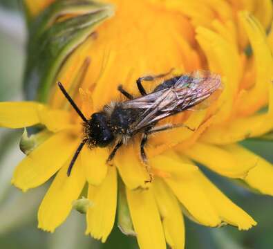 Image of Andrena bicolor Fabricius 1775