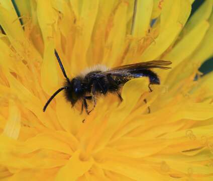 Image of Andrena bicolor Fabricius 1775