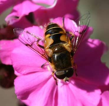 Image of <i>Eristalis horticola</i>