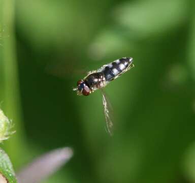 Image of <i>Platycheirus albimanus</i>