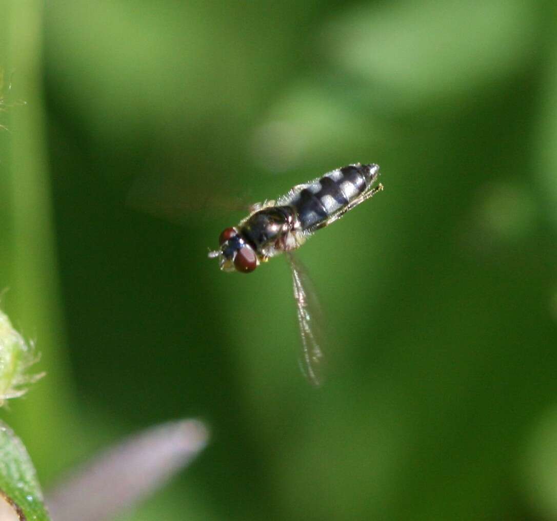 Image of <i>Platycheirus albimanus</i>