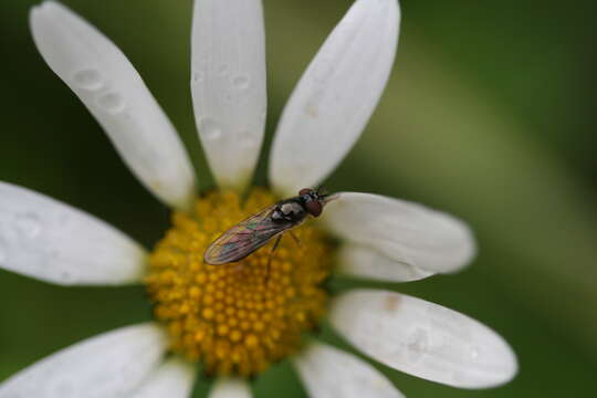 Слика од <i>Platycheirus albimanus</i>