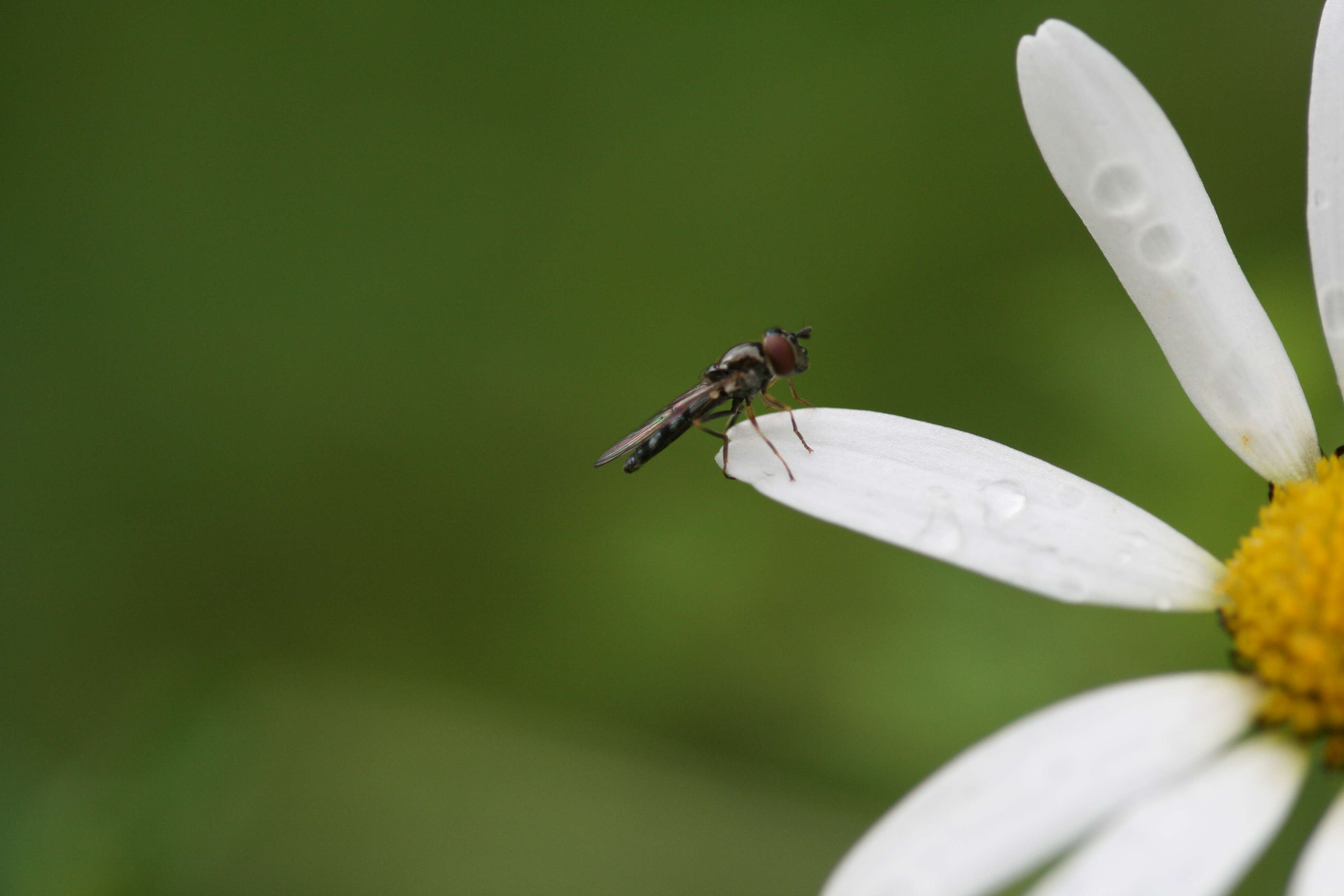 Imagem de <i>Platycheirus albimanus</i>