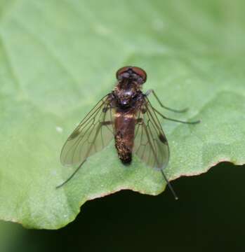 Image of Chrysopilus cristatus