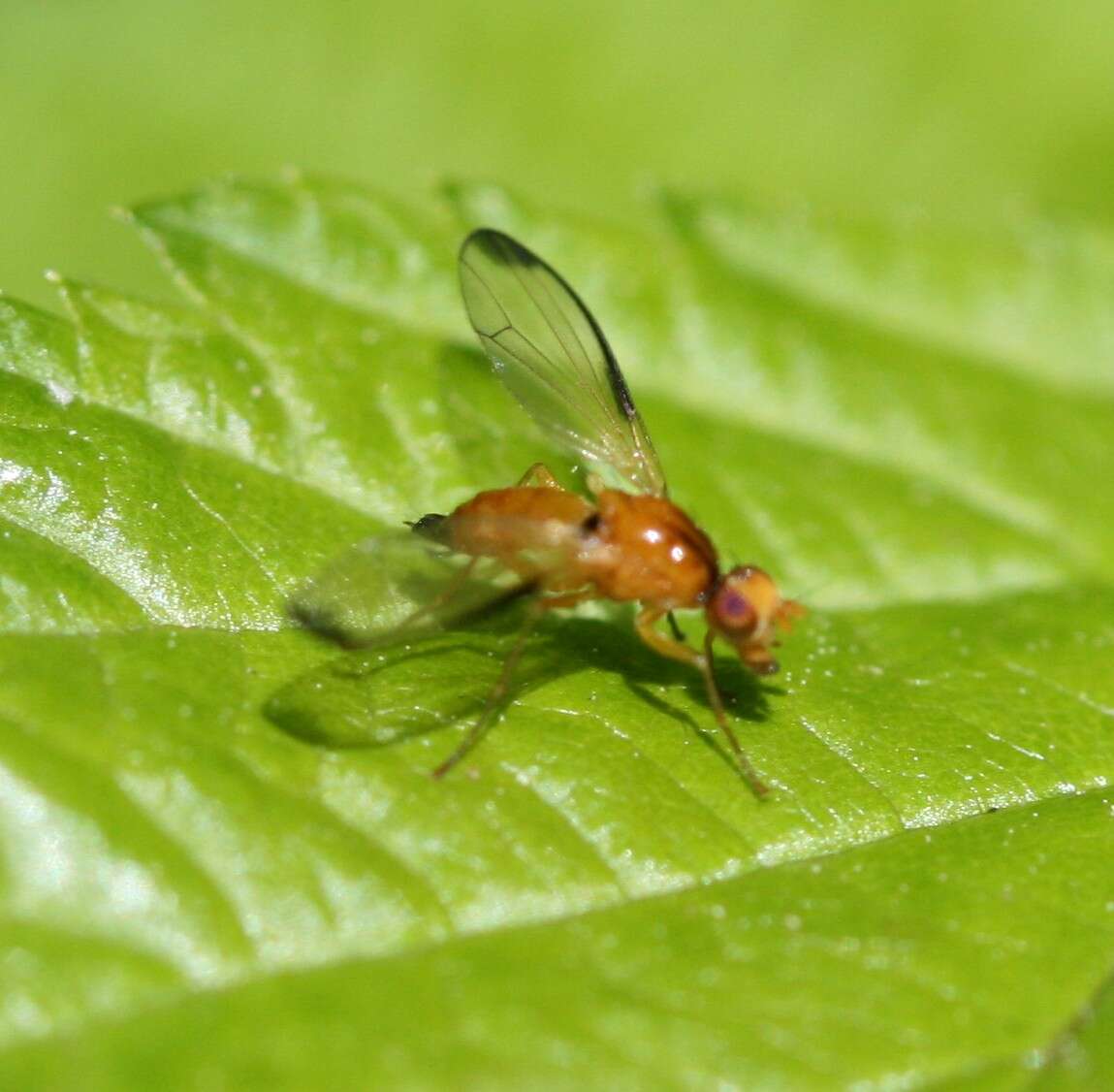 Image of Palloptera saltuum (Linnaeus 1758)