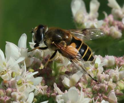 Слика од <i>Eristalis horticola</i>