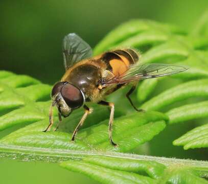 Image de <i>Eristalis horticola</i>