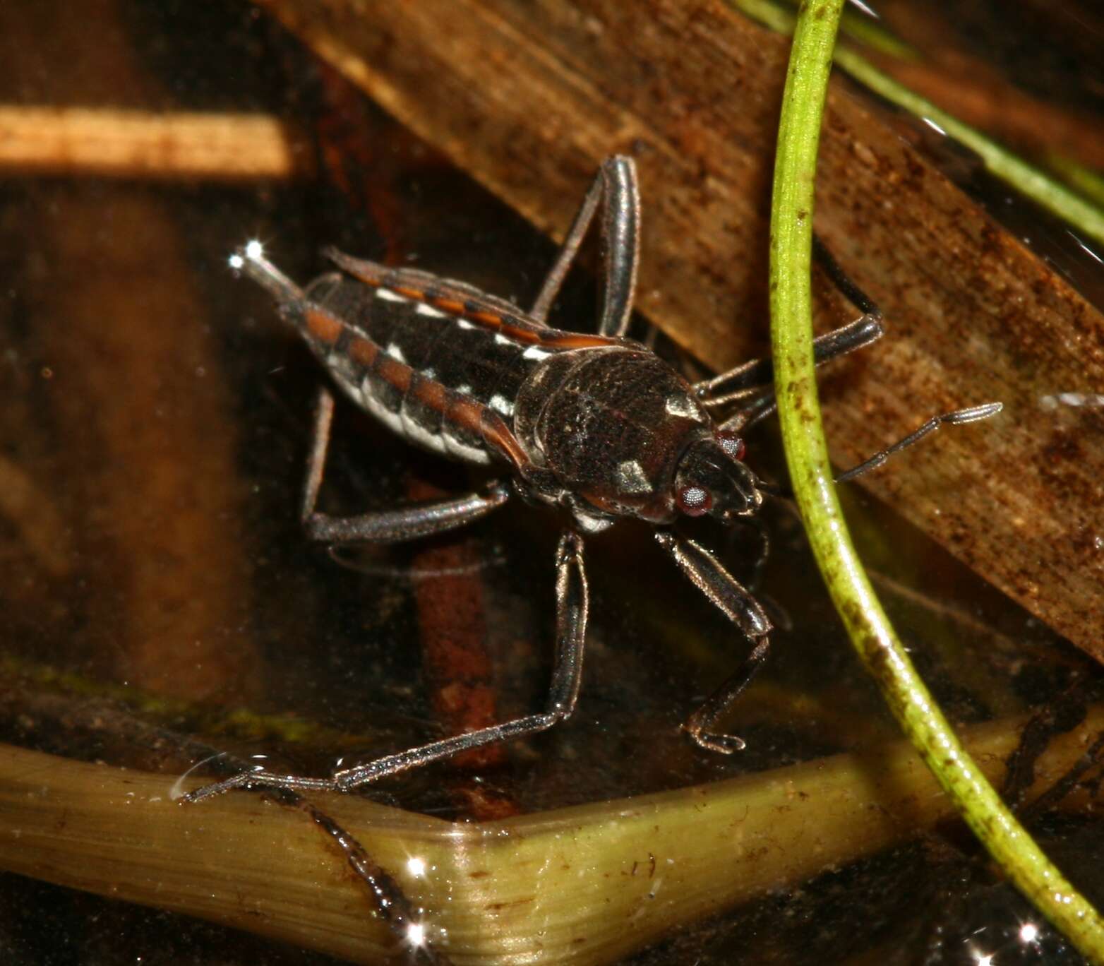 Image of Velia subgen. Plesiovelia Tamanini 1955