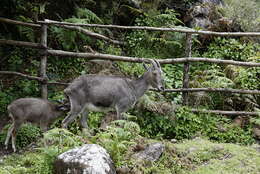 Image of Nilgiritragus Ropiquet & Hassanin 2005