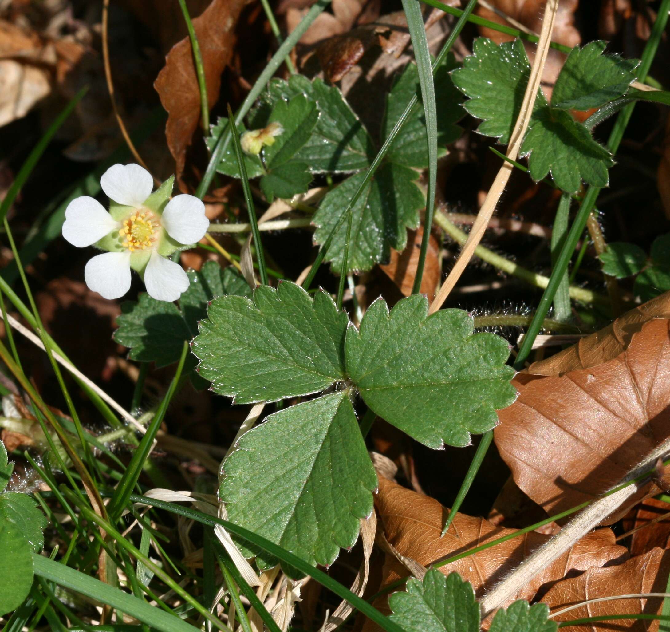 Image of Barren Strawberry