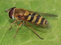 Image of Common Banded Hoverfly