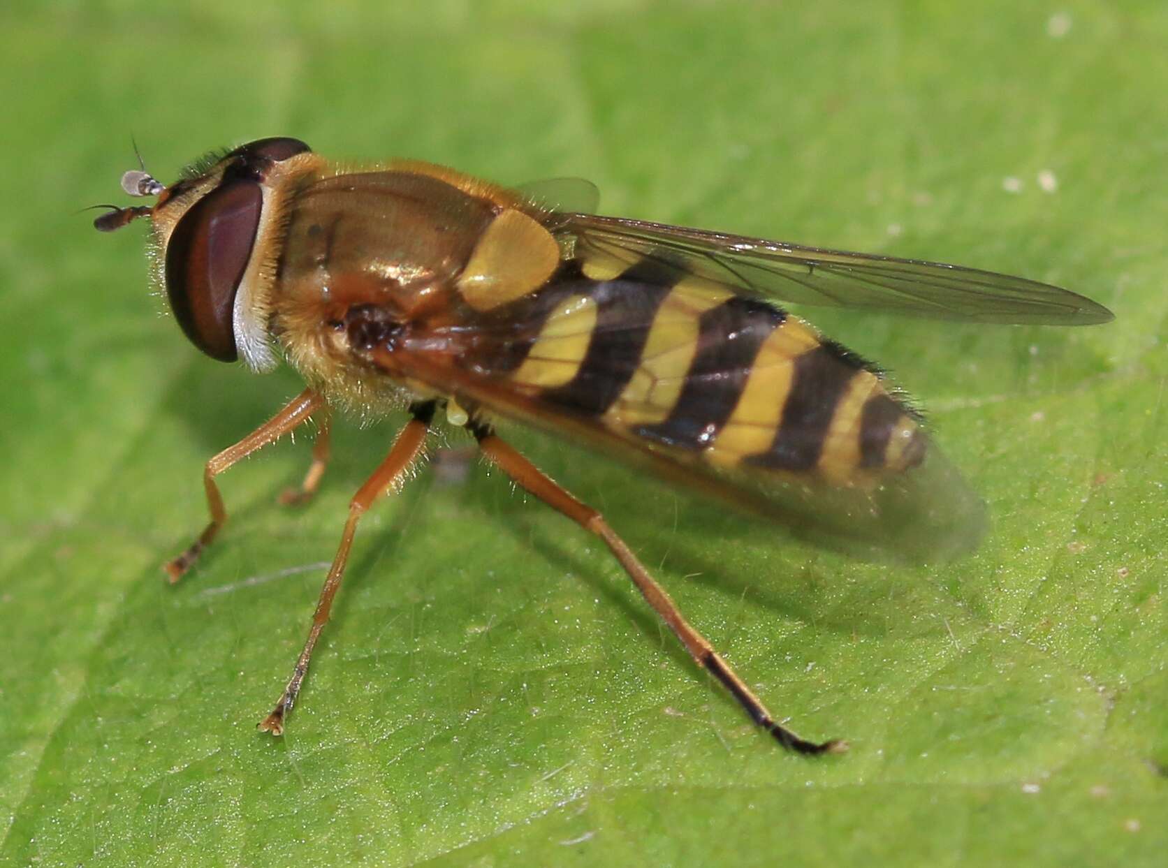 Plancia ëd Syrphus ribesii (Linnaeus 1758)